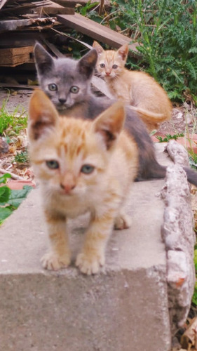 Gatos Gatitos En Adopción 
