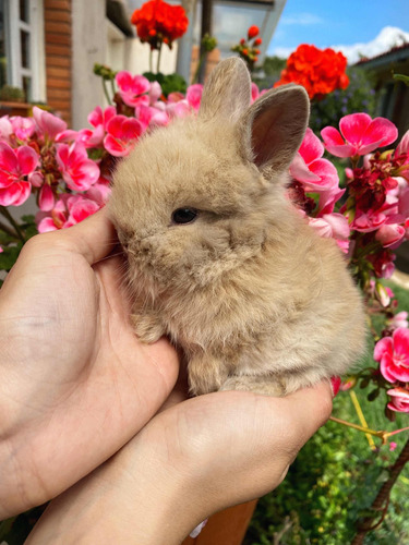 Conejitos Para Mascota Cabeza De León Enanos-miniatura