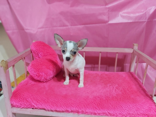Chihuahua Mini Macho