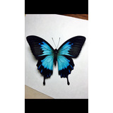 Mariposa Cuadro Decorativo Papilio Ulysses