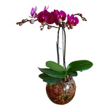 Orquidea Phalaenopsis 2 Varas Mediana Con Maceta De Vidrio 