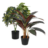 Pack X2 | Plantas Palma Lirio Y Árbol Paraguas Enano 60cm
