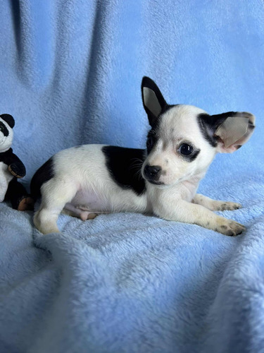 Chihuahua Nene Hermoso