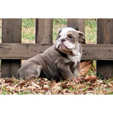 Bulldog Ingles Exotico Black Tri Cachorra Hembra