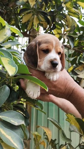 Beagle Tricolor 