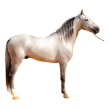 Cavalo Mangalarga Machador Registrado, Campeão Marcha