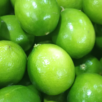 Limon Persa Arbolitos Injertos | MercadoLibre