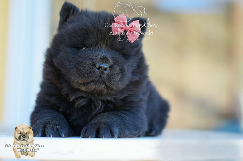 Cachorros Chow Chow Color Negro Con Video.