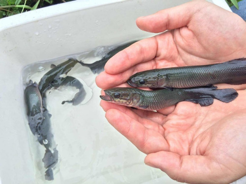 Alevino De Pirarucú / Pirarucu / Paiche (arapaima Gigas)