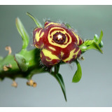 Paquete De Asclepias (huernia, Stapelia, Orbea, Caralluma)