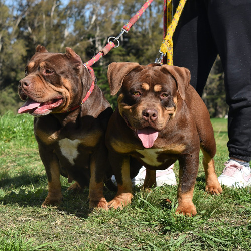 American Bully Hembra, 2 Meses, Pelo Corto