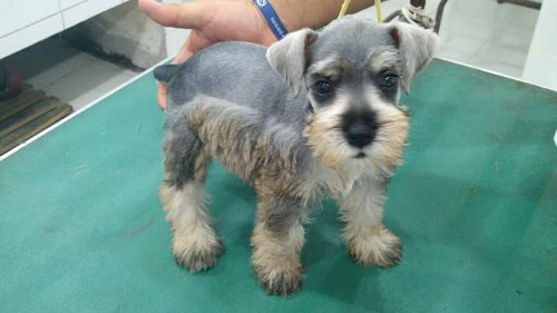 Cachorros Schnauzer Miniatura 