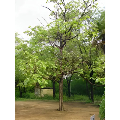 10 Semillas De Tectona Grandis - Teca $50 Codigo 854 | Envío gratis