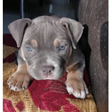 American Bully Importado