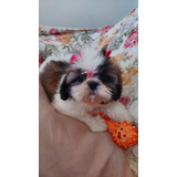 Linda Femea Shihtzu Filhote Disponível 