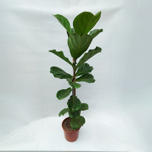 Planta Pandurata 3l Greenonline Vivero