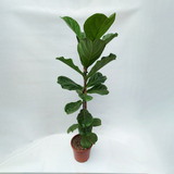 Planta Pandurata 3l Greenonline Vivero