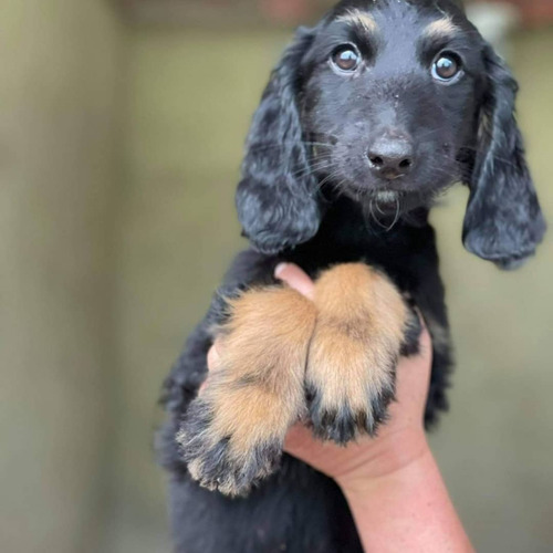 Cachorro Lebrel Afgano Animal Pets Colombia 