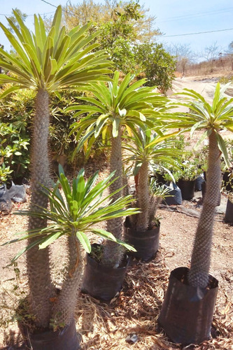 Palma De Madagascar, Hermosa Palma De 1m-1.5m 