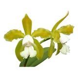 Orquidea Cattleya Leopoldii Albina * Pré Adulta *