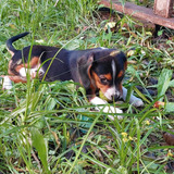 Cachorro Beagle Enano Reserva