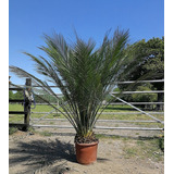 Palmera Macrozamia Communis (planta De Colección)