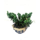 Bonsai Junipero Procumbes Nana 7 Años R02