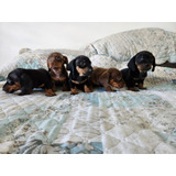 Hermosos Y Tiernos Cachorros Dachshund Salchichas