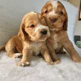 Cachorros Cocker Spaniel Ya Vacunados