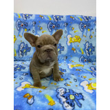 Cachorra Bulldog Francés Big Rope Isabella Animal Pets