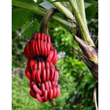 Muda Banana Vermelha Importada Com Frete Grátis