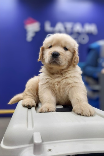 Filhote De Golden Retriever 