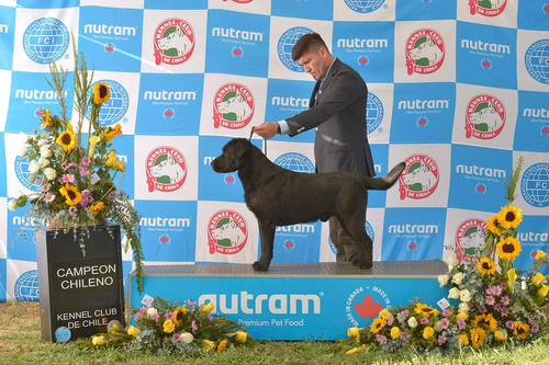 Labrador Retriever, Campeón Chileno. Disponible Para (monta
