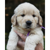 Lindos Golden Retriever Filhotes Com Exame Pedigree E Laudo 