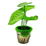 Planta Artificial, C/maceta, Chica 19 Cm, Decoración, 12660