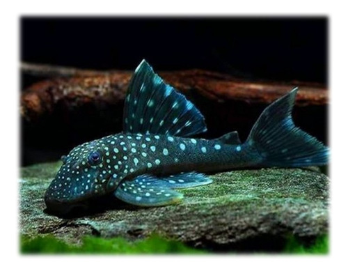 Peces Plecos De Varias Clases Para Tu Acuario O Pecera 