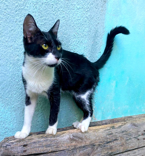 Gato De 1 Año Castrado En Adopcion Responsable