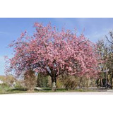 Cerezo Japones (prunus Serrulata) 10 Semillas