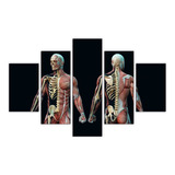 Set De 5 Cuadros Canvas Estructura Anatomica Del C 114x185cm