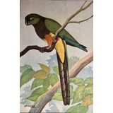 Tarjetas Postales (8) Galeria Tesoro De Aves Argentinas