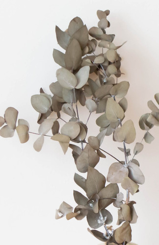 Ramo Eucalipto Seco Preservado - Flores Secas Eucaliptus