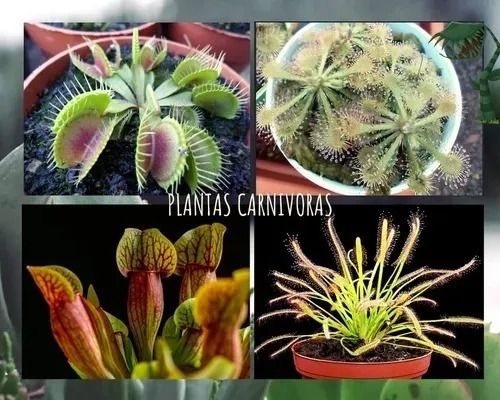 Venus Atrapamoscas De 2 Años + 3 Plantas Carnívoras Adultas.