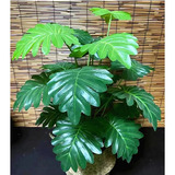 Plantas Artificiales Grandes De 70 Cm, Color Verde, Monstera