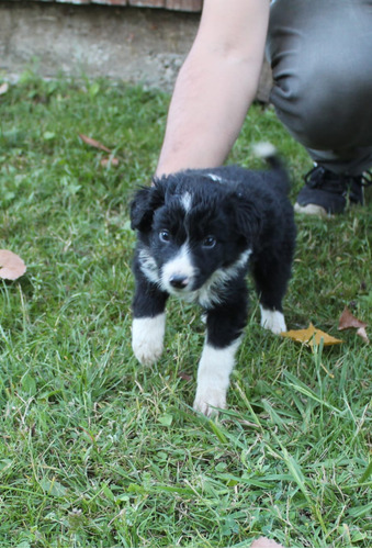 Cachorros Border Collie