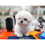 Cachorros French Poodle Mini Blancos