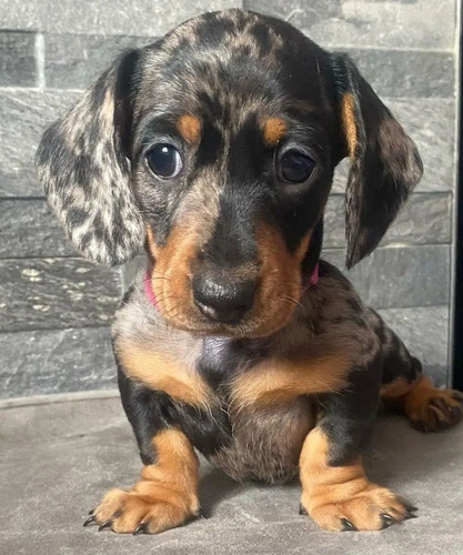 Cachorros  Dachshund Salchicha Mini Bombon