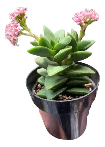 Crassula Springtime ( Planta ) Ver Foto Suculenta Por Pza 