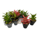 Suculenta Artificial Cactus Carnosas C Maceta Pack X 12