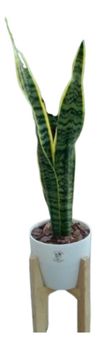 Sansevieria En Maceta Premium + Pie Nórdico