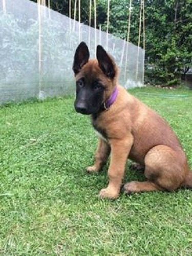 Cachorro Pastor Belga Malinois Puppy Pastor Belga Perrito